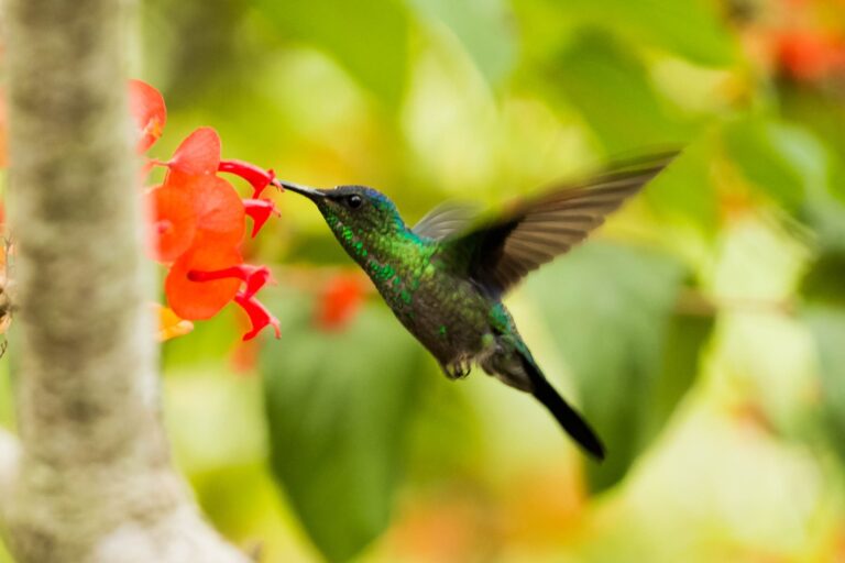 L'alcool est une friandise régulière pour les colibris, révèle une étude
