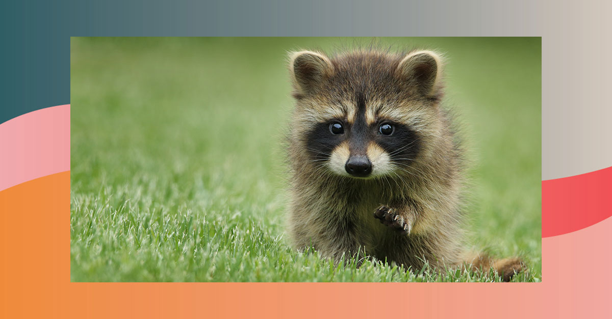 Des ratons laveurs ivres de bière terrorisent l'Allemagne, le chaos règne