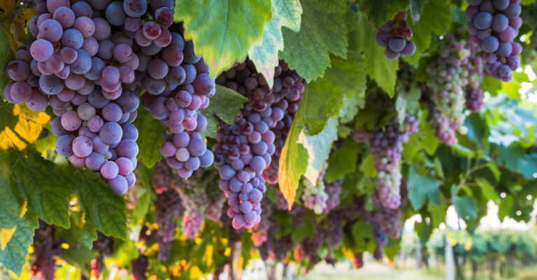 Les 10 vins Napa les plus chers au monde (2023)

