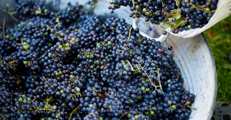 La production mondiale de vin devrait tomber à son plus bas niveau depuis 60 ans en 2023

