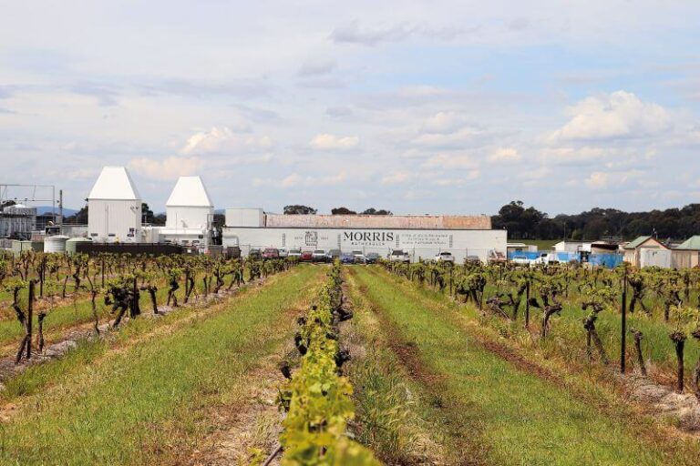 Sur la vigne : l'affinité des producteurs de whisky australiens pour les fûts de vin
