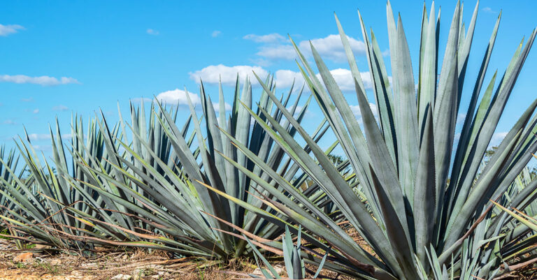 Les exportations de tequila ont chuté de 4,2 pour cent l’année dernière, première baisse depuis 2009

