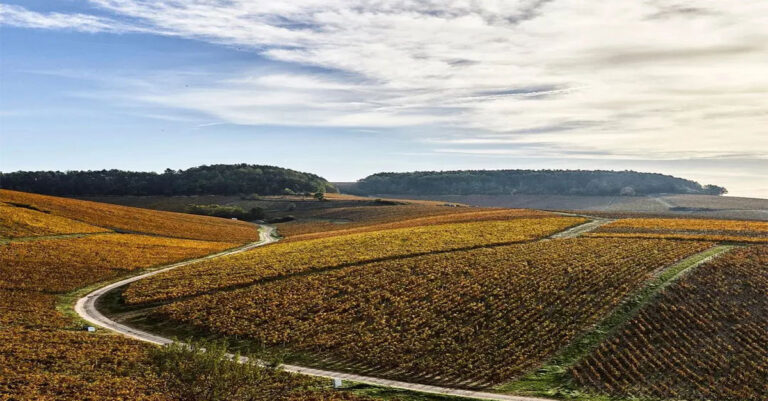 Les propriétaires du Château Lafite Rothschild achètent le Domaine William Fèvre, première incursion en Bourgogne

