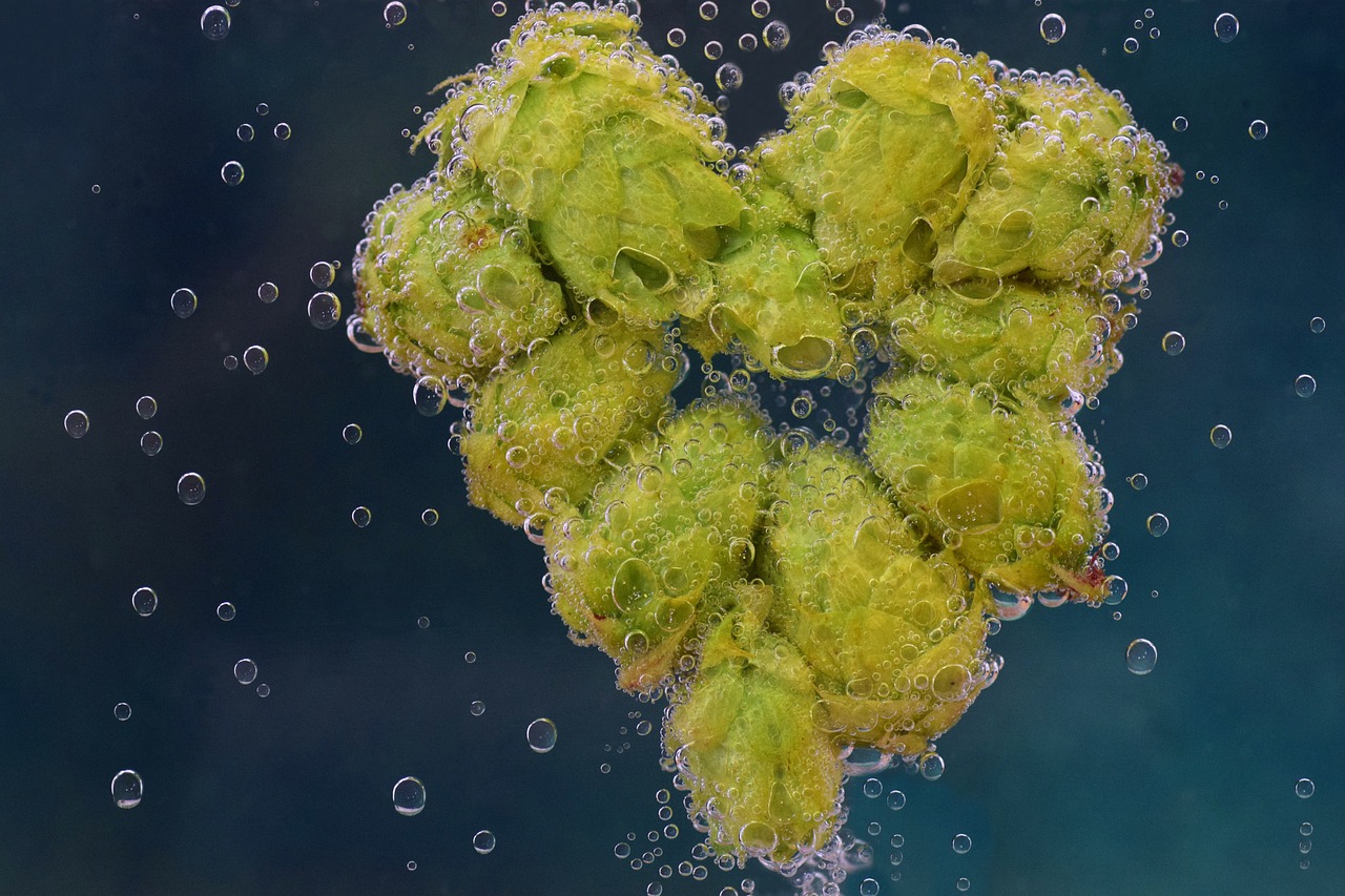Tout sur le Houblon aromatique