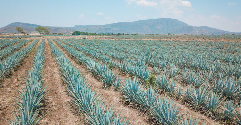 La chute brutale des prix de l'agave déclenche une « vente de panique » parmi les producteurs

