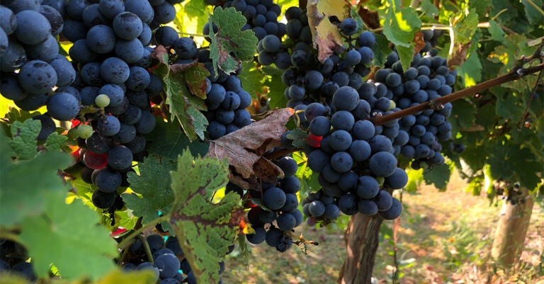 Les 10 cabernets sauvignons les plus populaires au monde

