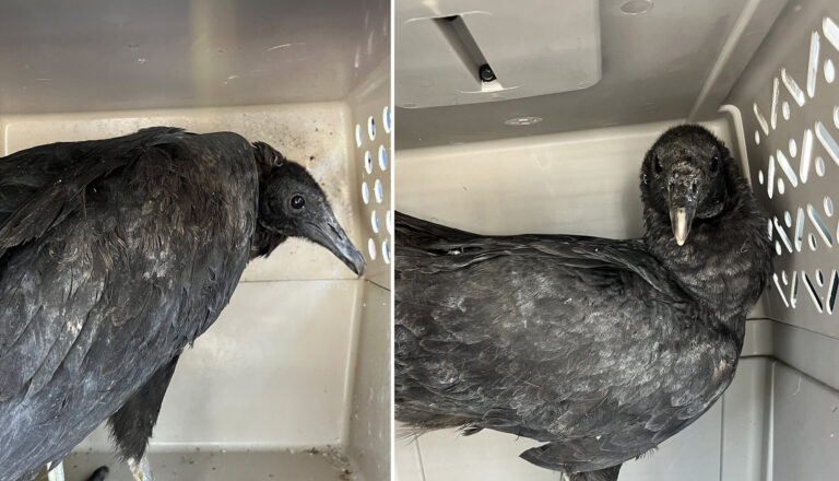 « Les oiseaux ne laissent pas les autres oiseaux voler ivres » : deux vautours ivres de déchets fermentés appréhendés et « désintoxiqués » par un centre de réadaptation
