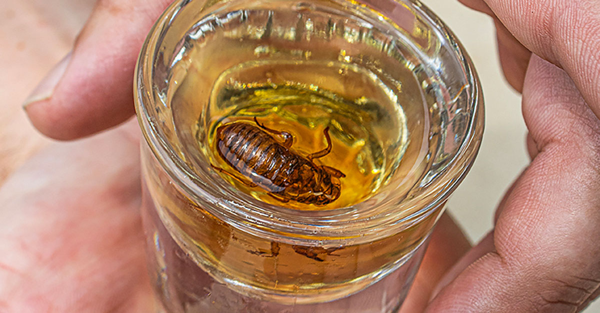 Bien sûr, les bars de Chicago servent des shots de Malört infusés à la cigale