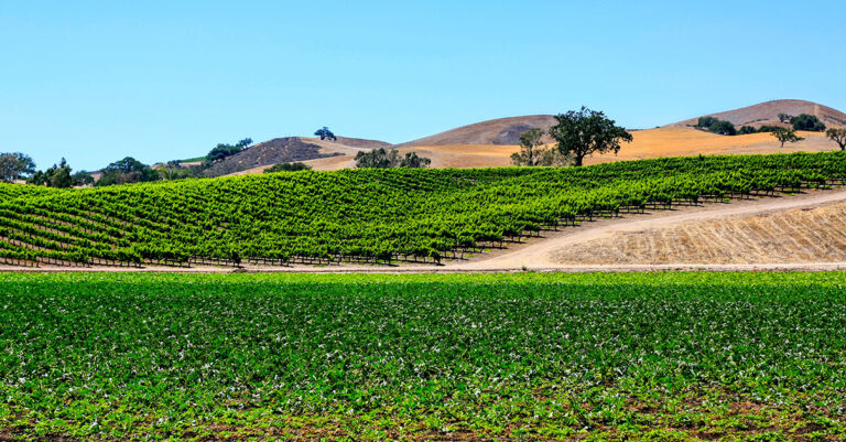 Constellation achète le producteur emblématique de pinot noir de Santa Barbara


