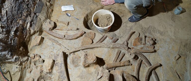 Des os de mammouth trouvés dans la cave d'un vigneron autrichien
