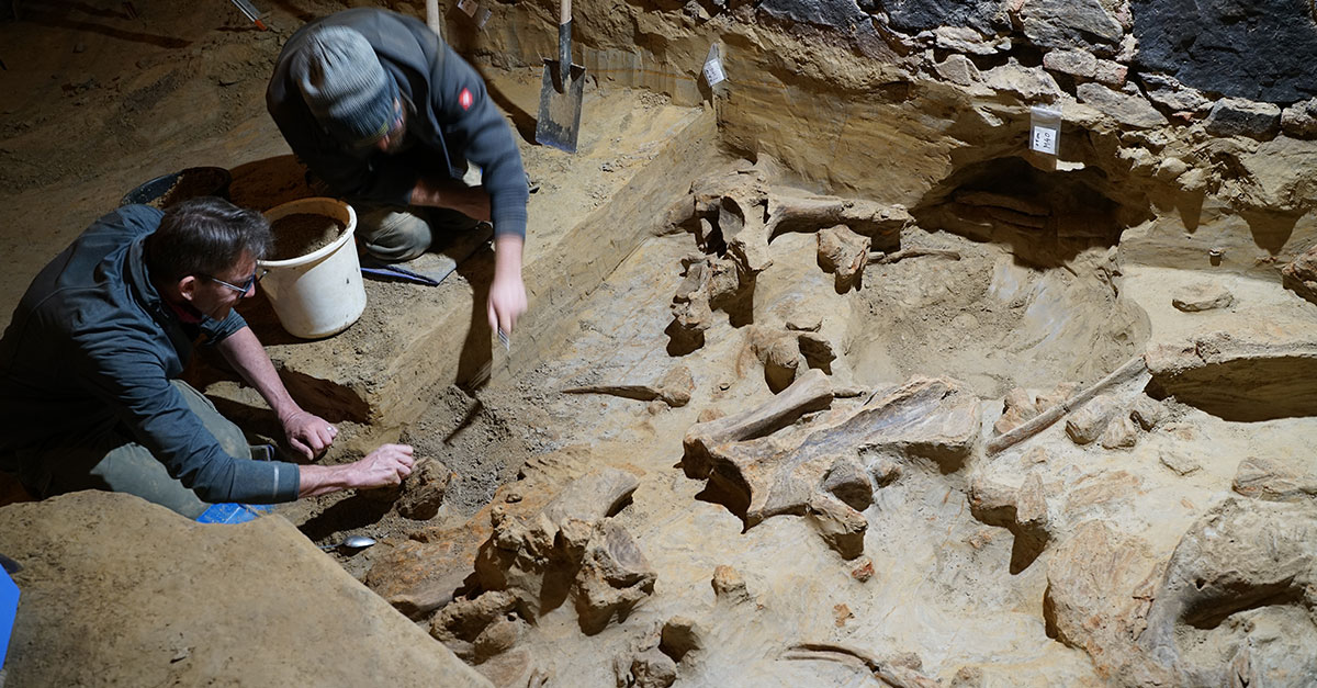 Un vigneron autrichien découvre des os de mammouth vieux de 40 000 ans dans sa cave