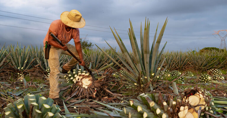 L'Alliance sans additifs de Tequila Matchmaker se relance en tant qu'association à but non lucratif indépendante et étend sa portée

