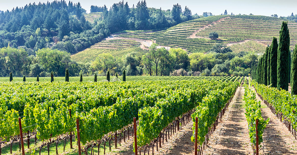 Bienvenue à Crystal Springs, la première nouvelle AVA de Napa Valley en 13 ans