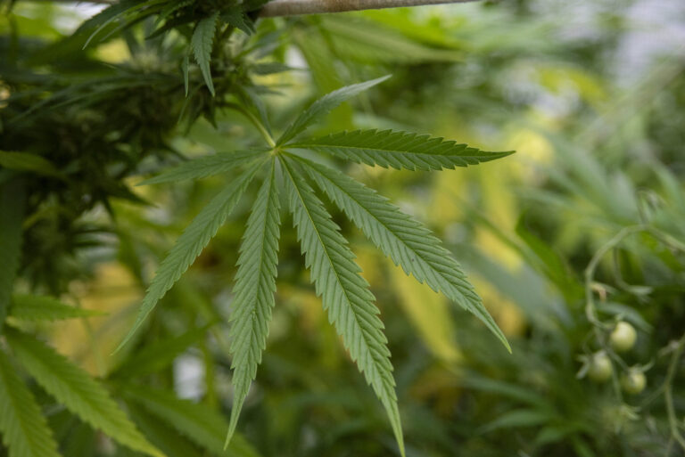 cannabis