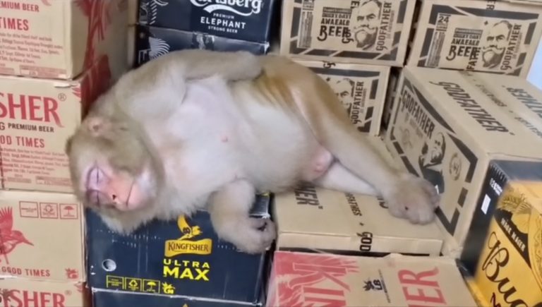 Un singe boit de l'alcool et s'endort dans un magasin d'alcool
