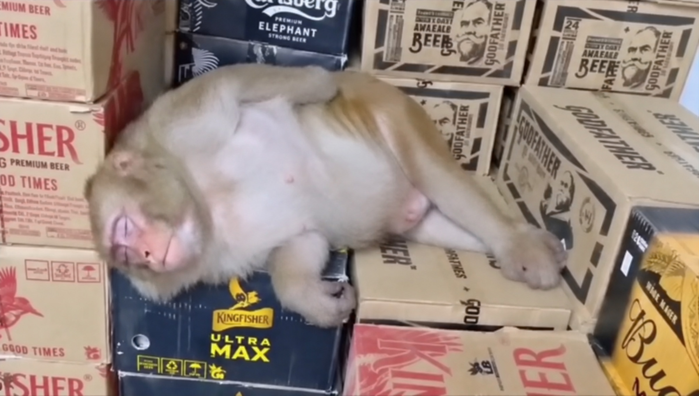 Un singe boit de l'alcool et s'endort dans un magasin d'alcool